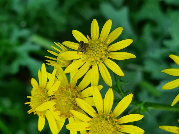 Yellow Flower